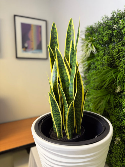 Artificial Plant Sansevieria Yellow 26.3” Realistic