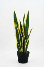 Artificial Plant Sansevieria Yellow 26.3” Realistic