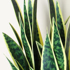 Artificial Plant Sansevieria Yellow 26.3” Realistic