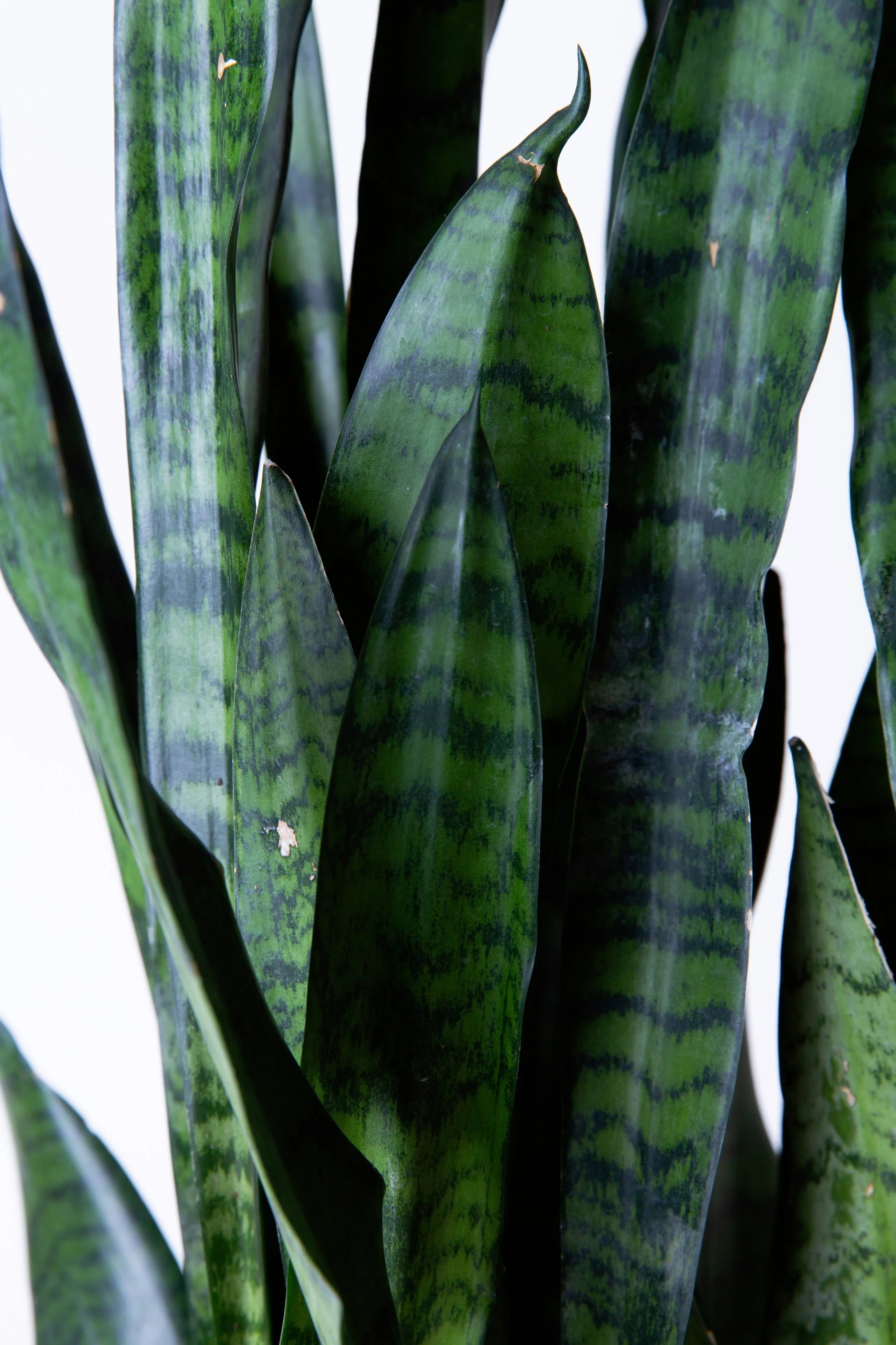 Artificial Sansevieria Green Plant – 26.3” Tall Realistic