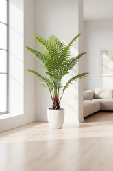 Areca Palm