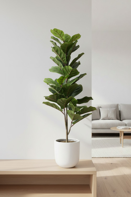 Fig Tree