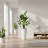 Wave City White planter styled in a bright airy luxury interior with tropical plant