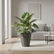 Wave City Medium Planter Gray styled in a minimalist interior with tropical plant