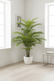 Palm Tree