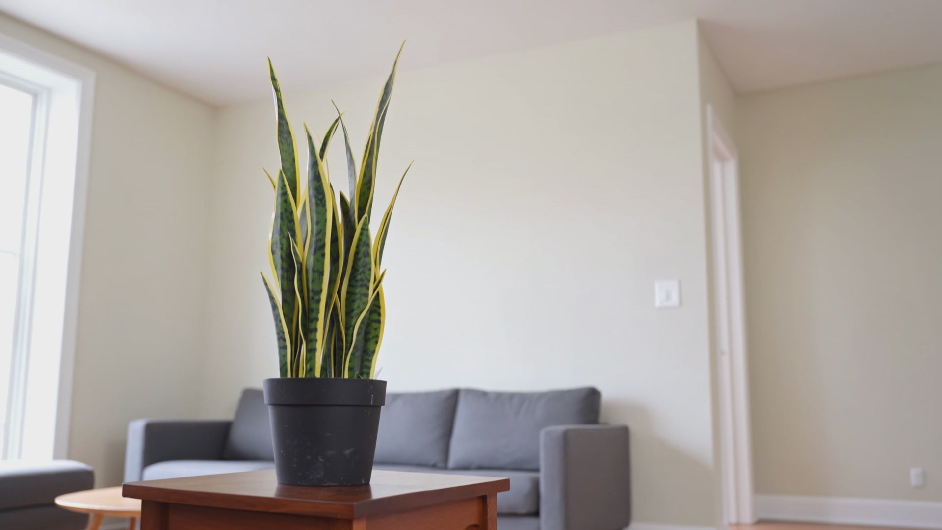 Sansevieria Artificial Plant - Yellow