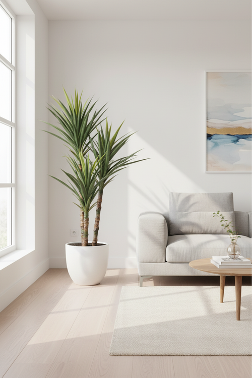 Sisal Plant